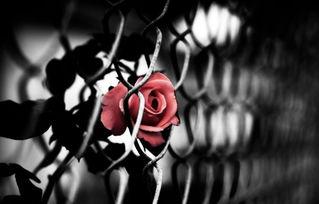 荆棘玫瑰,探寻爱与痛苦的交织之旅