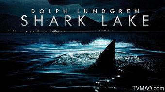 鲨鱼湖泊,深海奇观揭秘之旅