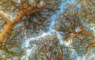 树冠羞避,揭秘森林生态中的奇妙现象